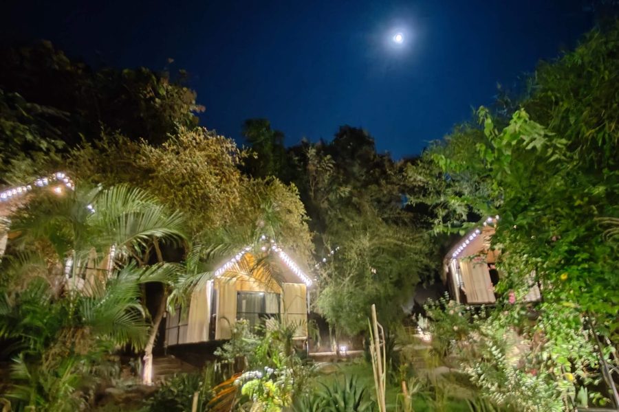 Huts garden IMG20241113190311