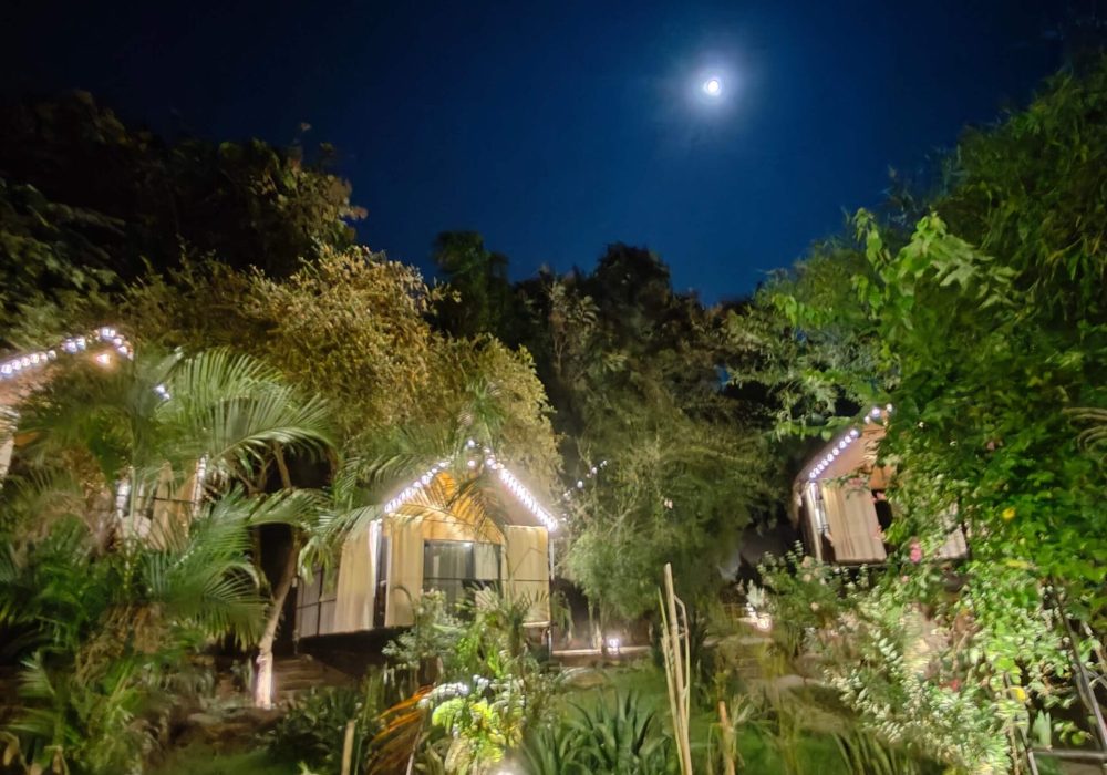 Huts garden IMG20241113190311