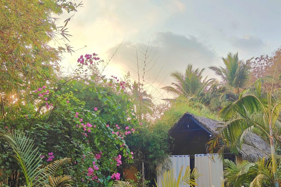 Huts garden IMG_20250223_192600