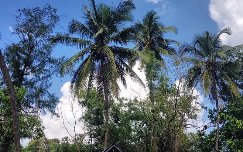 huts front bridge blue sky palms trees