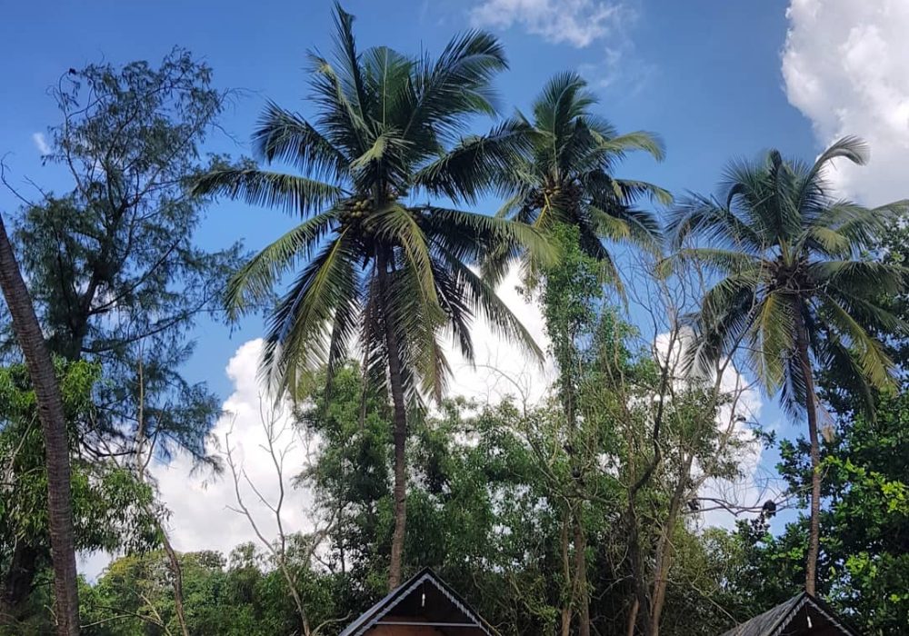 huts front bridge blue sky palms trees