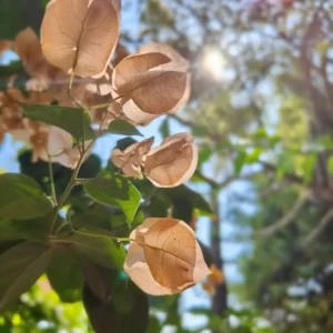 view flower sky