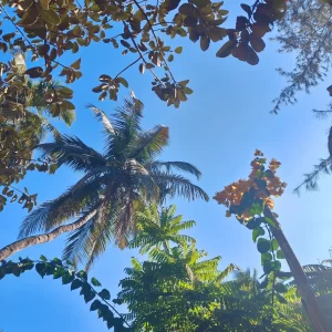 view sky trees